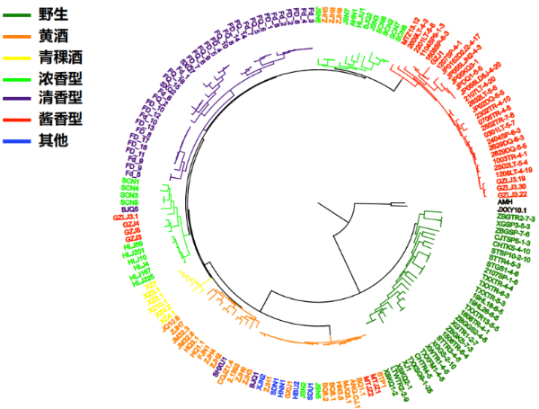 图2&nbsp;不同香型白酒来源酿酒酵母与野生型酿酒酵母系统进化树