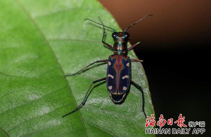 2022年9月16日，五指山热带雨林里的金斑虎甲。海南日报记者 李天平 摄