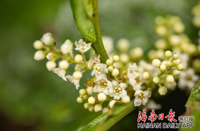 2023年2月15日，在五指山热带雨林里，杜茎山开出朵朵小花。海南日报记者 李天平 摄