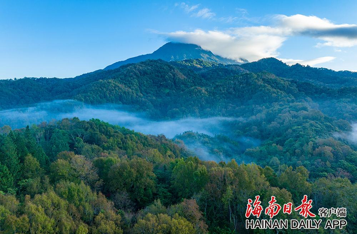2022年11月12日，五指山热带雨林里枫叶逐渐变红。海南日报记者 李天平 摄