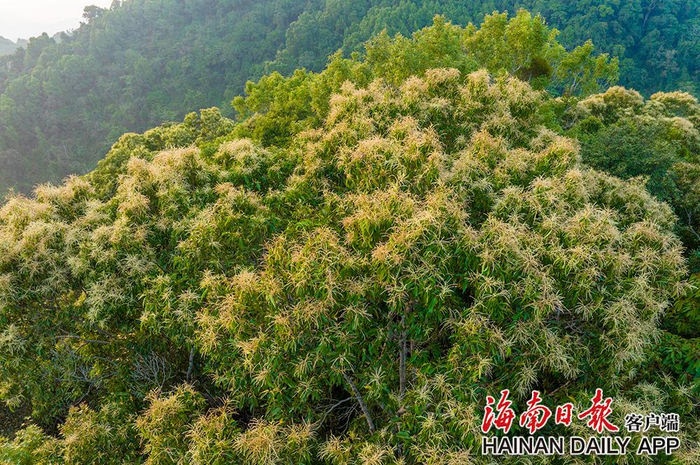 2022年4月25日，海南热带雨林国家公园五指山片区里，树冠上开满花朵。海南日报记者 李天平 摄