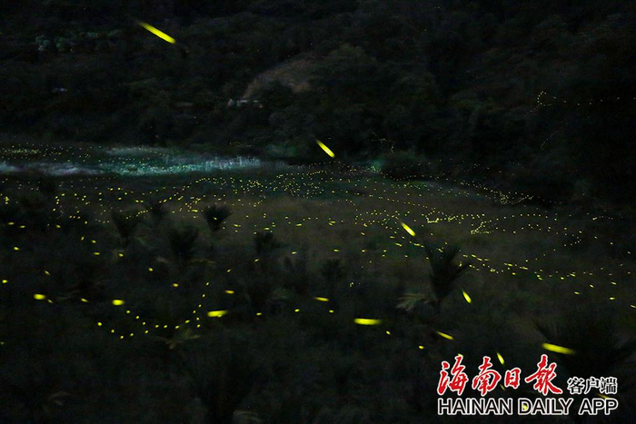 2022年5月18日，五指山热带雨林河谷中的萤火虫。海南日报记者 李天平 摄