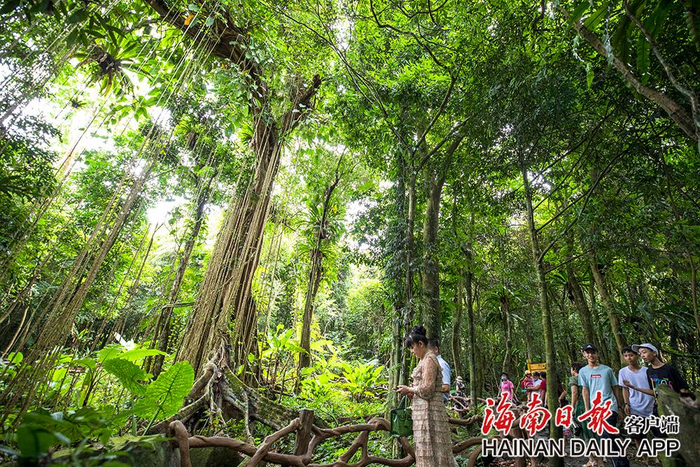 2020年8月15日，游客在琼中百花岭热带雨林里参观。海南日报记者 李天平 摄