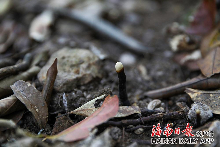2022年3月10日，五指山上的灵芝破土而出。海南日报记者 李天平 摄