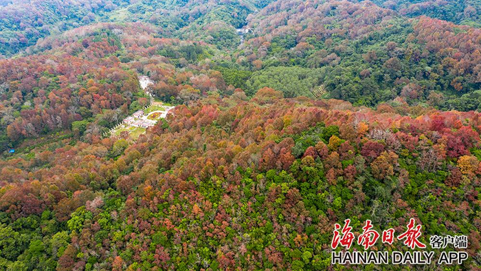 2019年12月13日，五指山热带雨林里的红叶景观。海南日报记者 李天平 摄