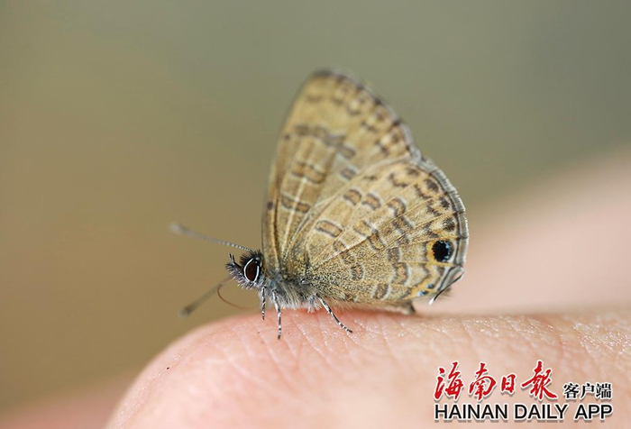 2022年6月6日，在五指山热带雨林里，波灰蝶落在记者手上。海南日报记者 李天平 摄