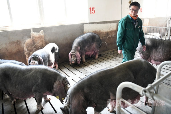 图说：畜牧师正在巡查梅山猪种猪的生长情况