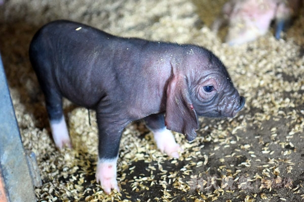 图说：刚刚出生仅一天的梅山猪幼崽，四肢已明显可以看出显著的白色猪蹄特征