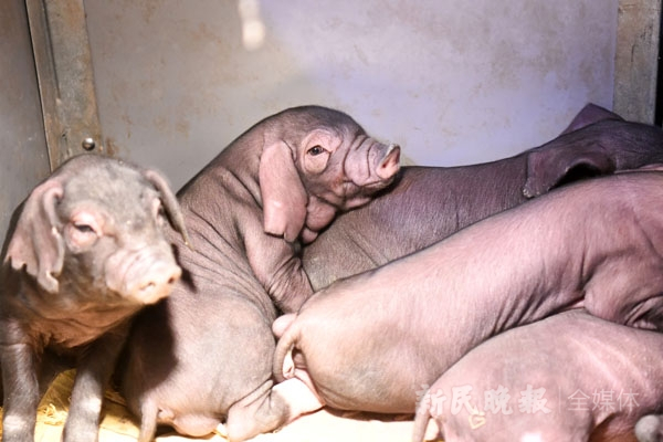 图说：出生大约20天的梅山猪小猪仔