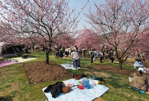 霸占樱花树的除了“网红”“拍客”，还有各色野餐垫和帐篷 陈玺撼 摄