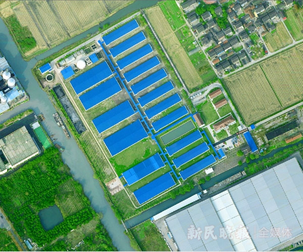 图说：航拍梅山猪保种基地 新民晚报记者 徐程/摄（下同）