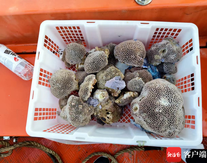 被执法人员现场查扣的珊瑚。万宁市综合行政执法局供图