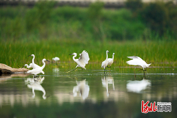 七里河水质不断改善，湿地效应逐渐凸显，引得多种水鸟栖息，构成一幅和谐的生态画卷。