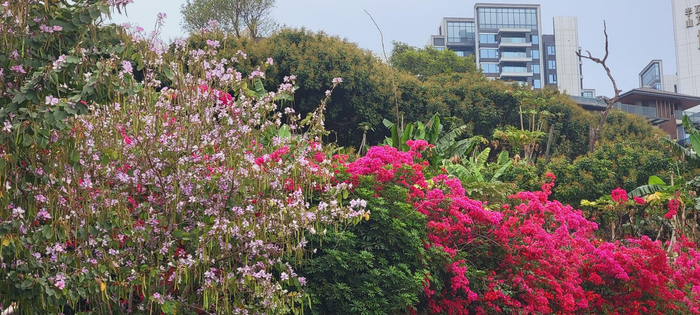 深圳南山赤湾迎来花团锦簇的春天。（深圳新闻网记者 陈彦如 摄）