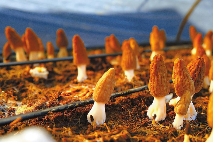 插甸镇哪吐村村民种植的羊肚菌