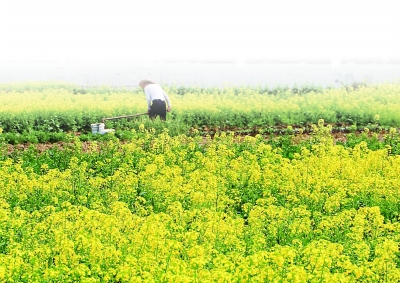 南京高淳桠溪的田间地头，金灿灿的油菜花尽情绽放，勾勒出一幅春意盎然的美丽乡村画卷。 南京日报/紫金山新闻记者 段仁虎 摄 