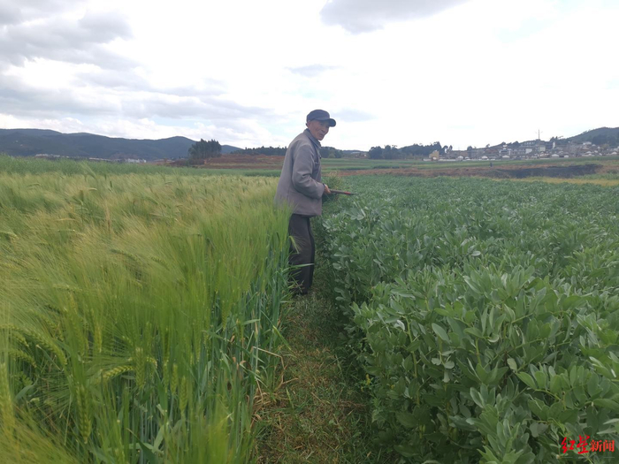 ↑3月21日，楚雄州楚雄市子午镇法邑村，一名老农在自家田地清理杂草