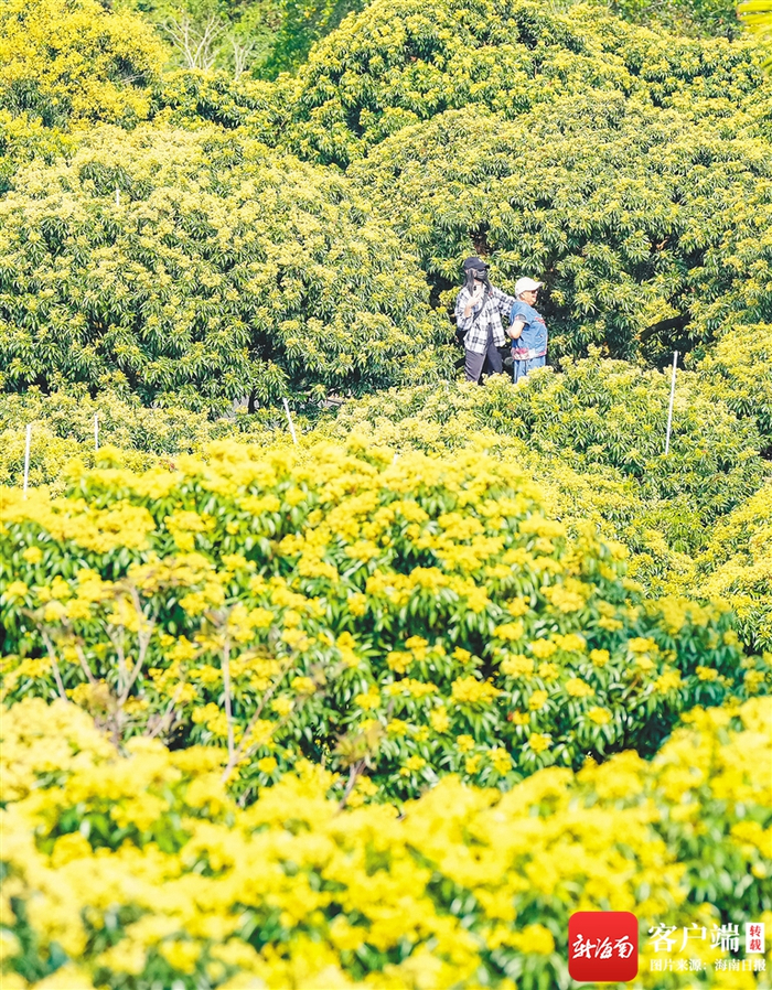 　　荔枝花海。海南日报记者 陈元才 摄