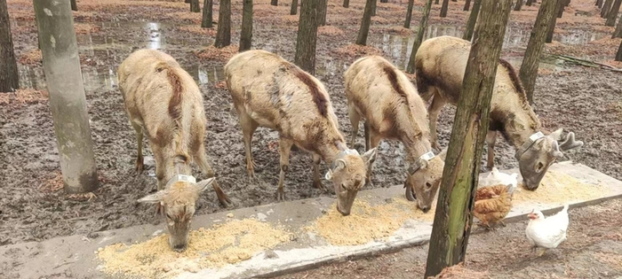 进食时，母鹿（左二）的肚子明显鼓起，新村乡栖息地最近传出好消息，两头母鹿已经怀孕，预产期在4月  图片来源：上海市林业总站