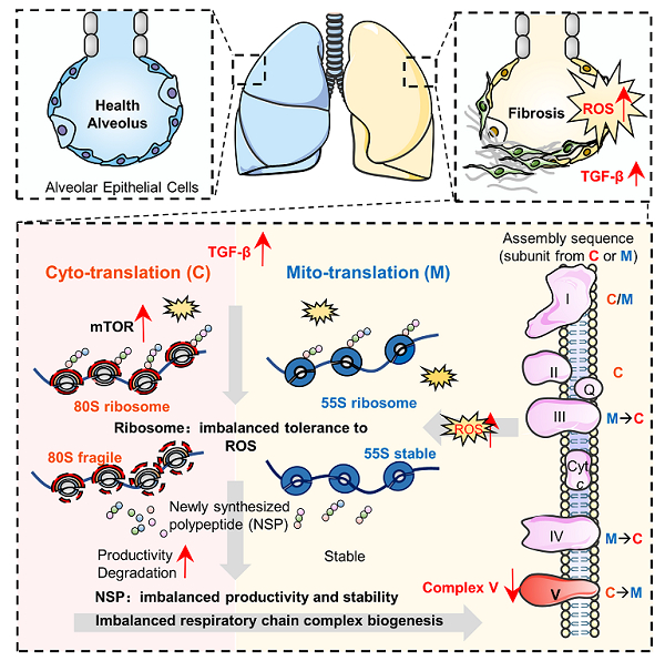 图 呼吸链复合物V降低提示肺纤维化患者胞质/线粒体翻译失衡和对ROS爆发的不同耐受性