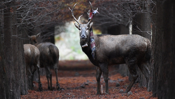 这蛇皮袋一挂，好帅……  谢汉宾 摄