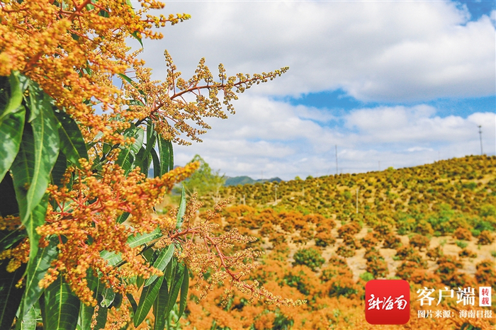 　　芒果花。海南日报记者 王程龙 摄