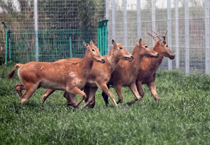 四鹿齐聚上海首个麋鹿野放栖息地  李茂君 摄