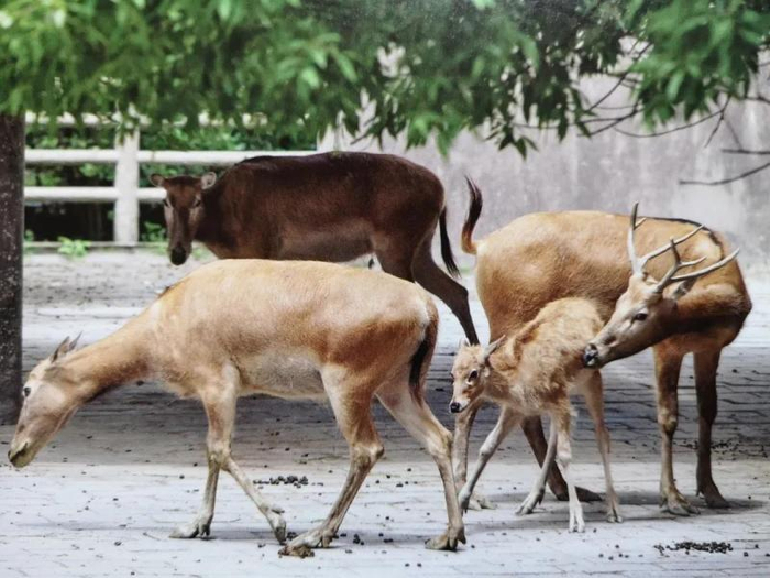 麋鹿  图片来源：上海动物园