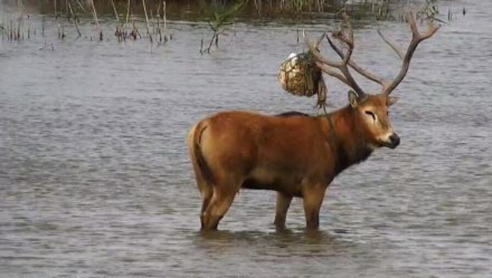 刚到崇明东滩时的样子  图片来源：崇明东滩自然保护区