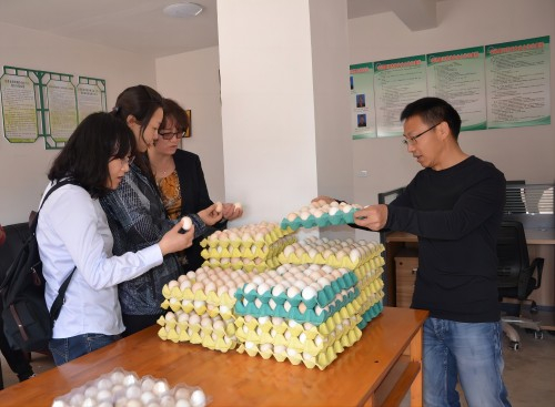 　　图为云南中烟红云红河职工代表们在板坡村合作社了解土鸡发展情况