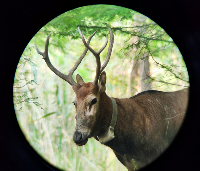 母鹿与公鹿  谢汉宾 摄