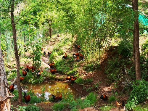 　　图为袁德兵工作的合作社养殖的土鸡