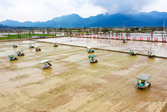 △“广东第一田”核心区水稻生产机械化程度高。都斛镇政府供图