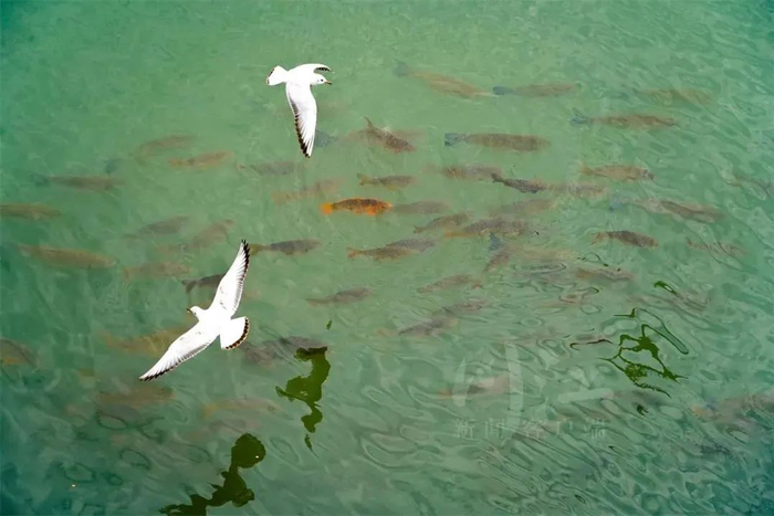 △泸州东门口再现明代“鸢飞鱼跃”胜景，图据泸州发布