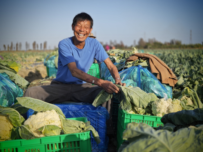 △都斛镇引导农户在“广东第一田”利用冬季闲田种植菜花等特色蔬菜。都斛镇政府供图