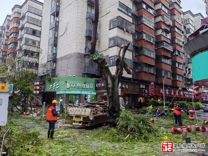 经紧急处置，达明路倒伏树木已排除初步险情，逐步恢复道路通畅。