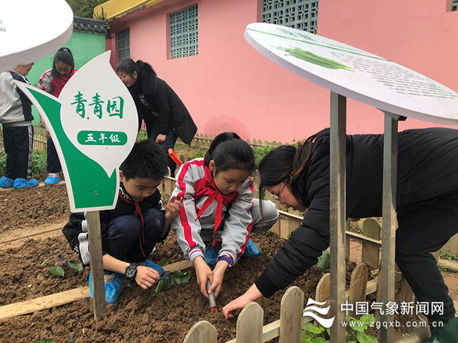 图为桃花一村小学学生开展“气象+种植”体验 王睿之摄影