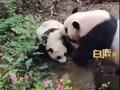 大熊猫幼崽吃游客掉落口罩：幸亏妈妈及时把娃叼走 网友呼吁文明游园