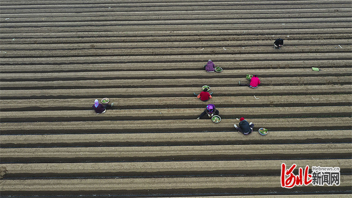 河北省遵化市平安城镇农民在田间栽植大葱。刘满仓/摄影