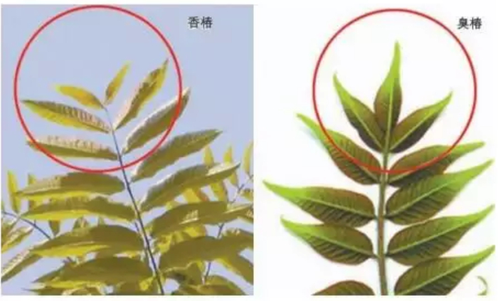 香椿为偶数羽状复叶，梗没毛，比较光滑，臭椿有奇数羽状复叶，梗有毛，叶基部有粗齿，叶背部有腺点