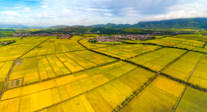 △“广东第一田”土质肥沃疏松、日照充足，产出的大米均是佳品。李驹荣 摄