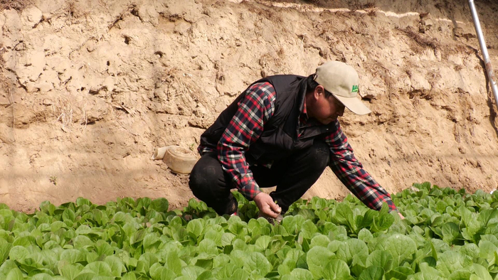 　　翟二全给小白菜除草。朱丽杰摄