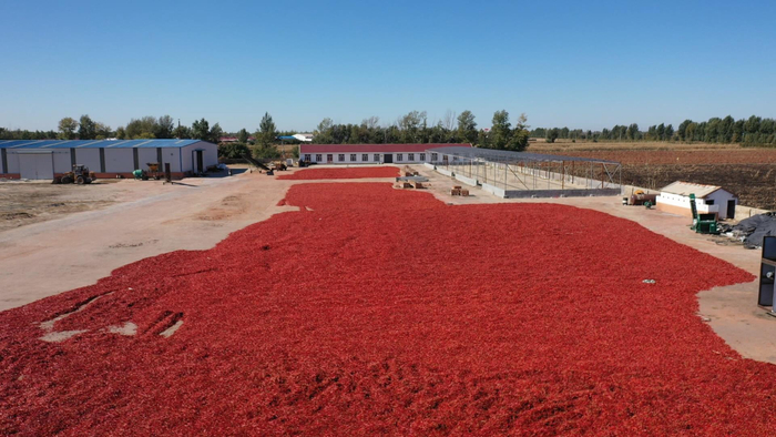 　　每到收获时节，满地辣椒红如毯。杨景欣摄