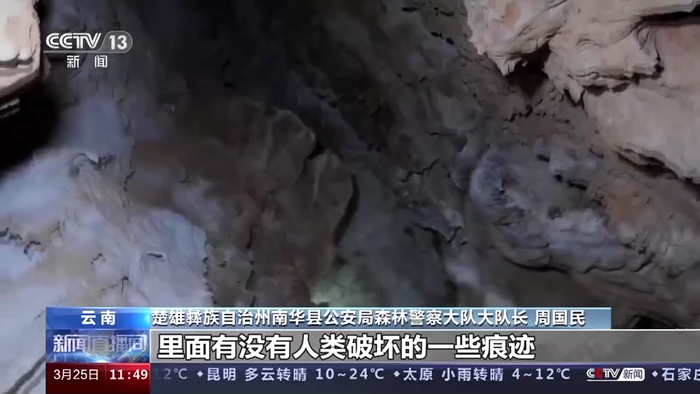 楚雄彝族自治州南华县公安局森林警察大队大队长 周国民：我们进来看一下里面有没有人类破坏的一些痕迹，今天看的情况没有发现。