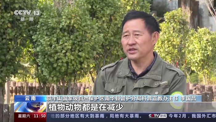 哀牢山国家级自然保护区南华县管护分局科普宣教办主任 李国昌：当时是荒山也比较多，动物也逐步在减少，植物动物都是在减少。