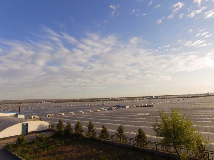 鄂托克旗螺旋藻产业园区内的养殖大棚