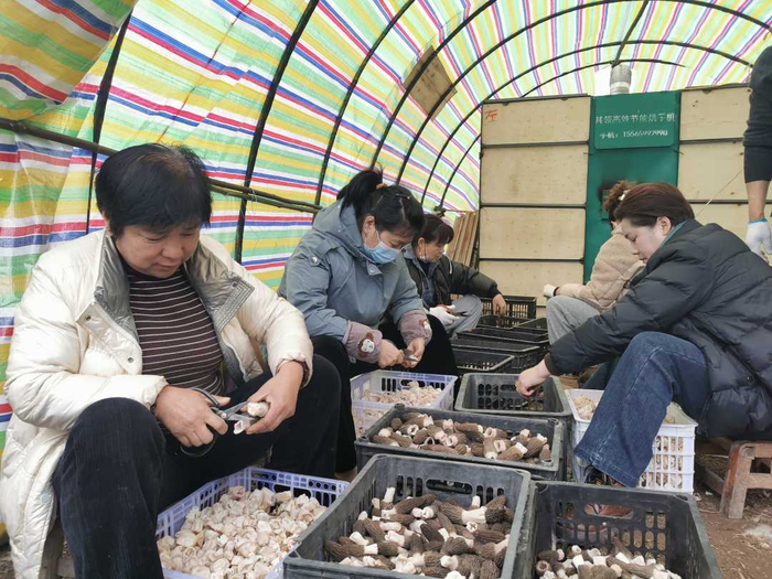 　　村民们正在对羊肚菌进行剪裁，分类销售。杜福建摄