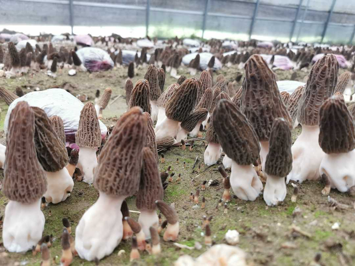 　　“茁壮”成长的羊肚菌。杜福建摄