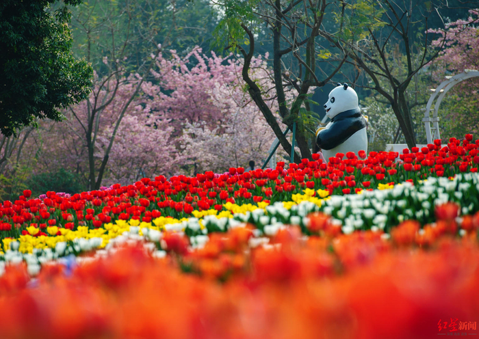 ▲漫花庄园盛开的郁金香 红星新闻记者 陶轲 摄