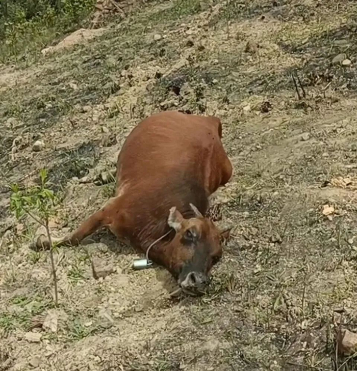 （图源：视频截图）